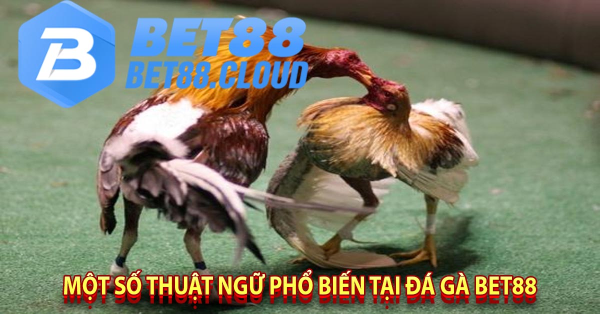 Một số thuật ngữ phổ biến tại đá gà bet88