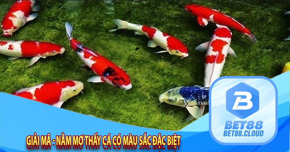 Giải Mã - Nằm mơ thấy cá có màu sắc đặc biệt